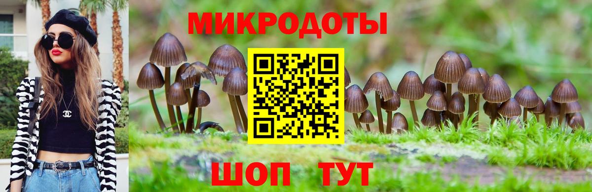 Псилоцибиновые грибы Psilocybine cubensis Каменка